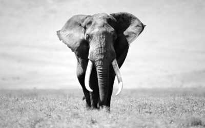 No pienses en un elefante: la teoría del framing
