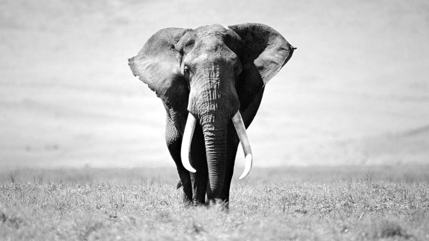 No pienses en un elefante: la teoría del framing